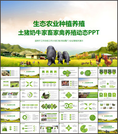 生态农业土猪养殖工作动态ppt