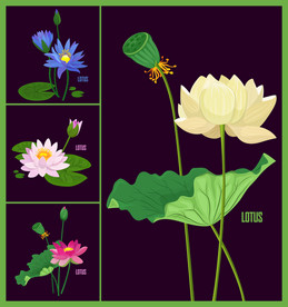 矢量荷花艺术设计