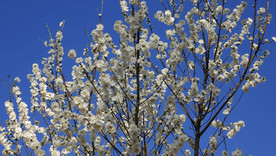 白色桃花静静开