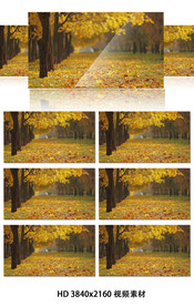 金黄银杏落叶高清视频素材