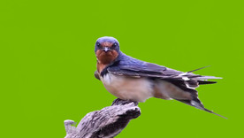 小燕子视频抠图