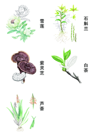 雪莲 芦荟 紫灵芝 石斛兰