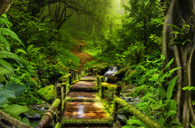 大型热带雨林原始森林树木