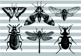 昆虫矢量素材