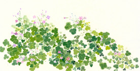 原创 三叶草开花了