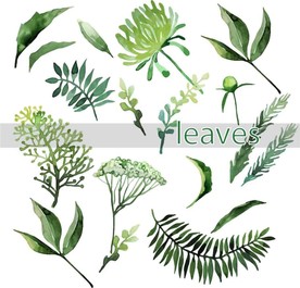 叶子 树叶 花叶 春天 热带