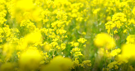 风中摇曳的油菜花