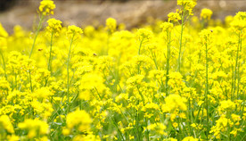 风中摇曳的油菜花