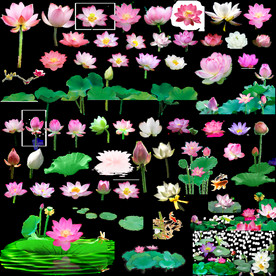 荷花集合