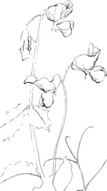 唯美速写花朵矢量素材高清