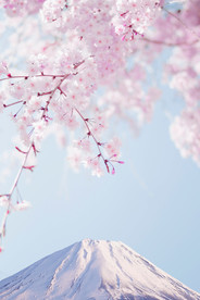 樱花下的富士山