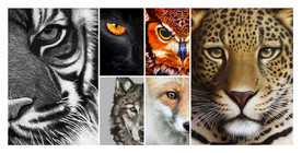 矢量动物面部特写