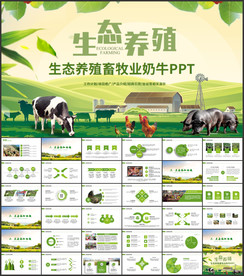 生态养殖畜牧业奶牛ppt