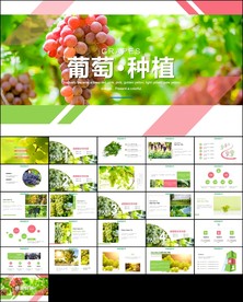 葡萄采摘葡萄园种植产业ppt