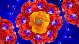 盛开花朵演出视频