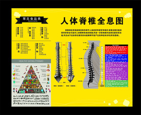 人体脊椎全息图