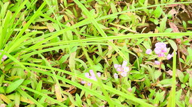 蓼子花实拍视频