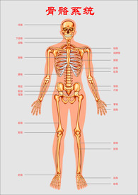 人体骨骼系统示意图