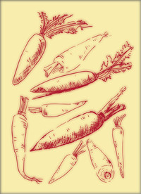 矢量手绘胡萝卜