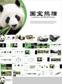 保护动物吃竹子国宝熊猫野生动物