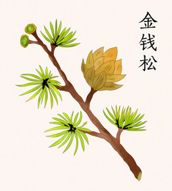 手绘中草药金钱松