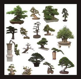 盆景素材