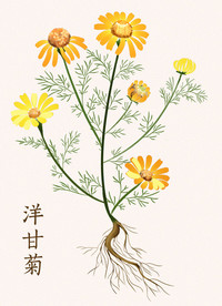 手绘洋甘菊