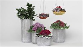 一组户外装饰植物