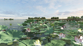 荷花池 水 绿色 树 森林