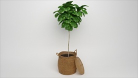 藤编装饰观赏植物