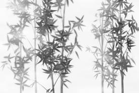 水墨竹子