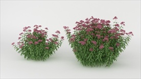 装饰观赏的紫茎泽兰