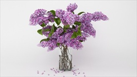 紫色的装饰观赏花卉