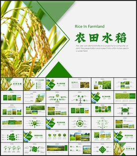 稻田农田水稻PPT