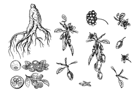 人参 枸杞 桂圆