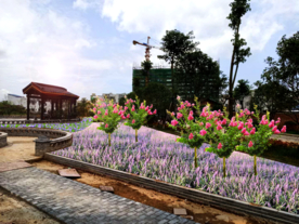 吉祥草地被景观设计