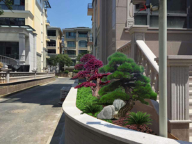 造型罗汉松景观