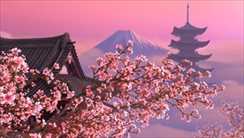 超高清中国风樱花樱树古建筑