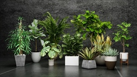 一组观赏绿色植物