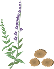 矢量图中草药黄芩