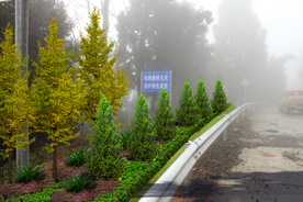 道路绿化景观设计效果图