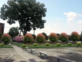 红叶石楠改造绿化效果图