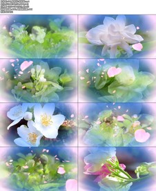 茉莉花-宋祖英.mp4