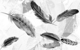 羽毛 新背景欧式画 TIF分层