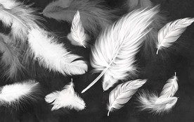 白色羽毛奢华画 tif分层
