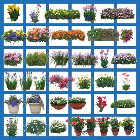 植物花草素材小花小草盆栽