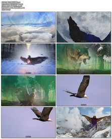 鹰之击配乐视频朗诵