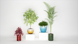 四盆观赏性植物