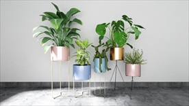 一组观赏性绿色植物