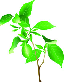 矢量手绘中药材杜仲药材